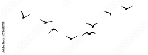 flock of birds silhouette isolated on transparent clear background png