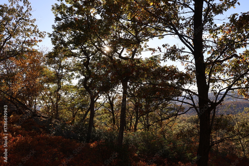 Fototapeta premium Beautiful landscape photograph of mountains and forest during a clear fall day.