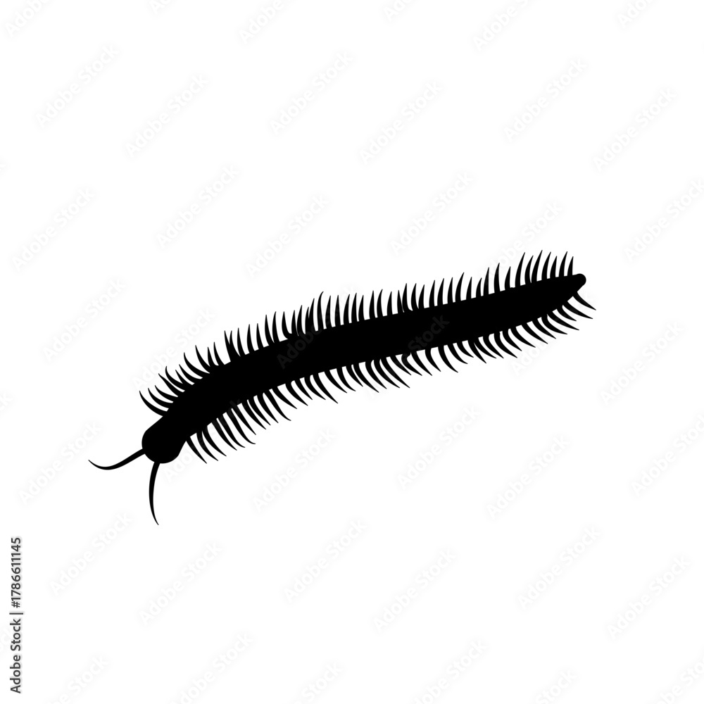 Obraz premium Insect Millipede silhouette