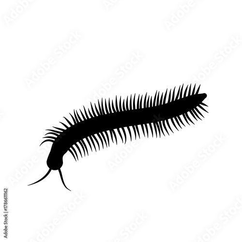 Insect Millipede silhouette
