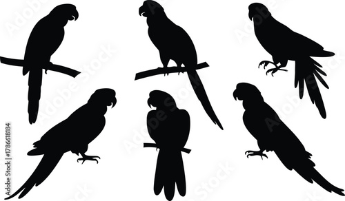 Collection of parrot silhouettes posed on branches isolated on white background