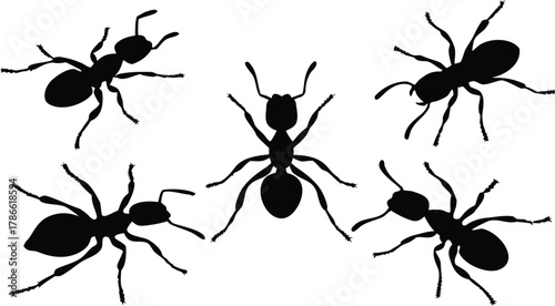 Collection of five black ant silhouettes isolated on white background