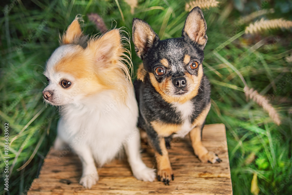 Obraz premium Two black and white Chihuahua dogs in the garden.