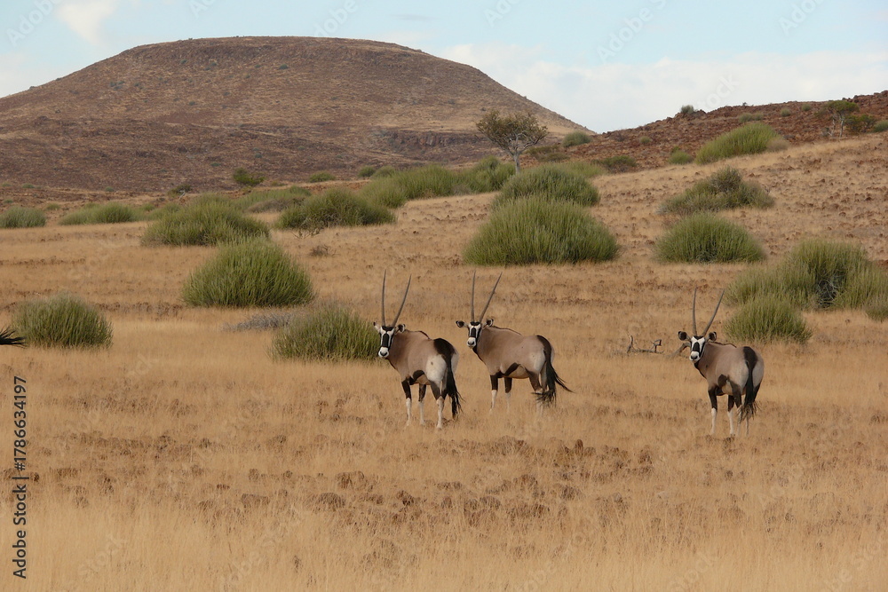 Fototapeta premium oryx gazella herd in Namib desert 618 