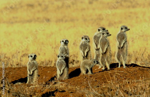 meerkat group stands upright, warms up in the morning sun 267
