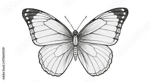 Elegant white butterfly with black wingtips symbolizing transformation and beauty isolated on transparent background for design