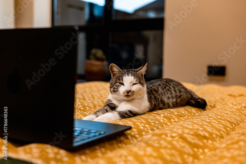 Cat relaxing on a bed with a laptop, looking at the screen. A tabby cat is lying on a bed with a black laptop. Animal using a notebook.