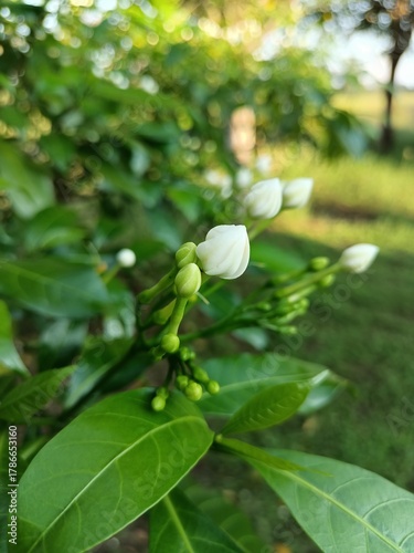 Jasmine flowers that have not yet bloomed, during the day