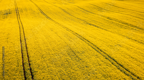 Blooming rape fields and tr...