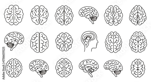 A detailed collection of human brain anatomy illustrations, presented as clean line art vectors from multiple perspectives, perfect for medical and scientific use.