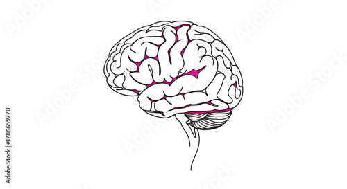 A vector illustration of a human brain, depicted in a side view with highlighted areas, perfect for medical and educational applications, presented against a clean white background.