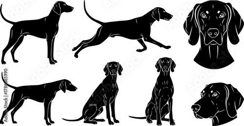 Weimaraner dog silhouette, Weimaraner dog, Weimaraner, Weimaraner silhouette, Weimaraner dog vector bundle