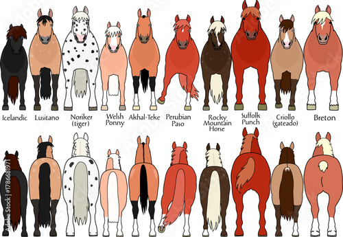 set of various breeds of horses 4, cartoon style, front and rear view