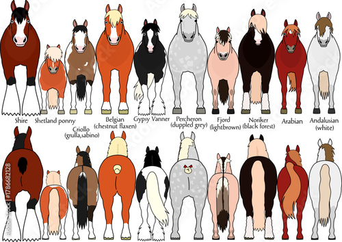 set of various breeds of horses 2, cartoon style, front and rear view