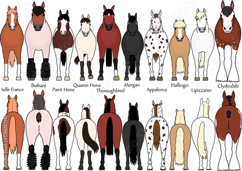 set of various breeds of horses 1, cartoon style, front and rear view