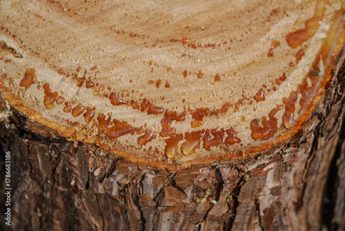 Close-up of resin oozing from a pine tree trunk after a cut.

