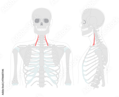 Anterior scalene - Human neck muscle anatomy chart located on the lateral neck, assists in elevating the first rib during respiration and lateral neck flexion medical and educational reference
