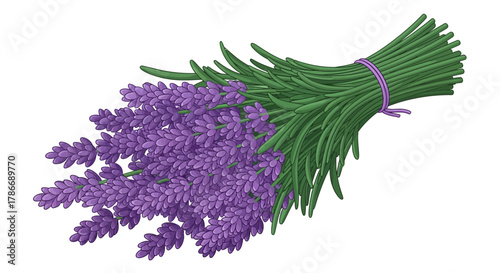 Aromatic bunch of lavender flowers, tied with a ribbon, cartoon illustration