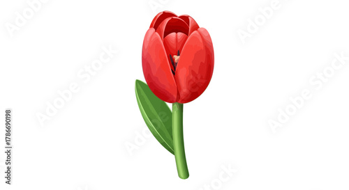 Elegant red tulip blossom on a pristine white backdrop for design versatility
