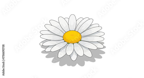 Isolated daisy bloom with pure white petals and detailed line work drawing