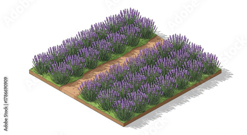 Isometric Lavender Field Illustration, Farm Scenery and Aromatic Herb Cultivation