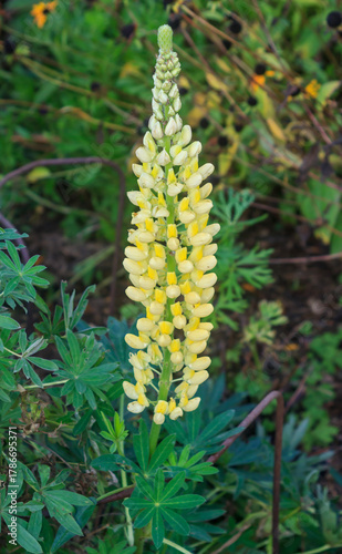Lupinus or Lupin specimen Chandelieer variety grown in a UK Garden