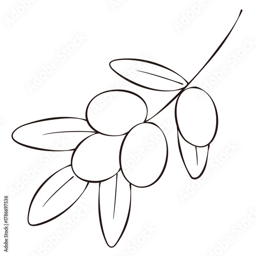 モノクロのペン画風のオリーブの枝のイラスト