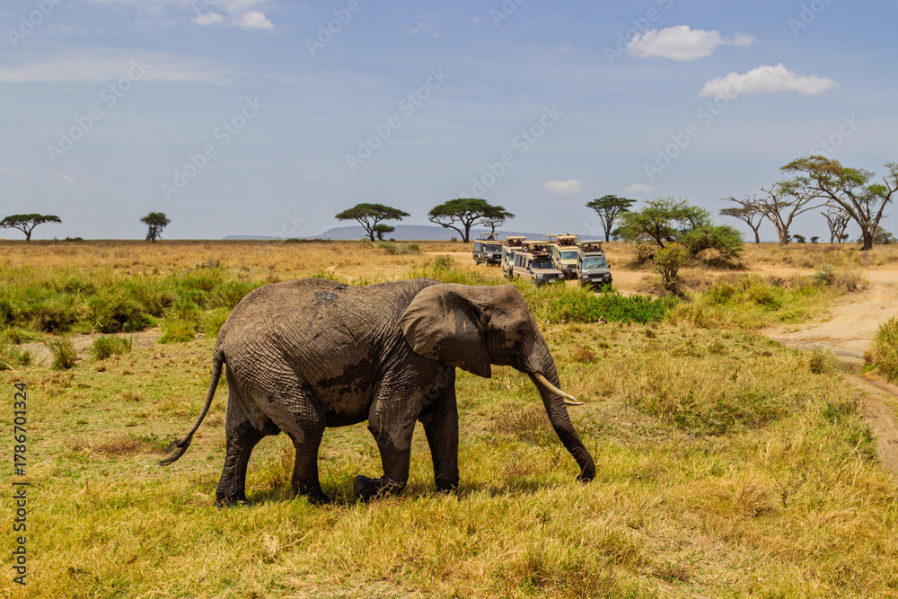 Fototapeta premium Serengeti National Park, Tanzania: An African Elephant Encounters Safari Tourists in the Savannah.