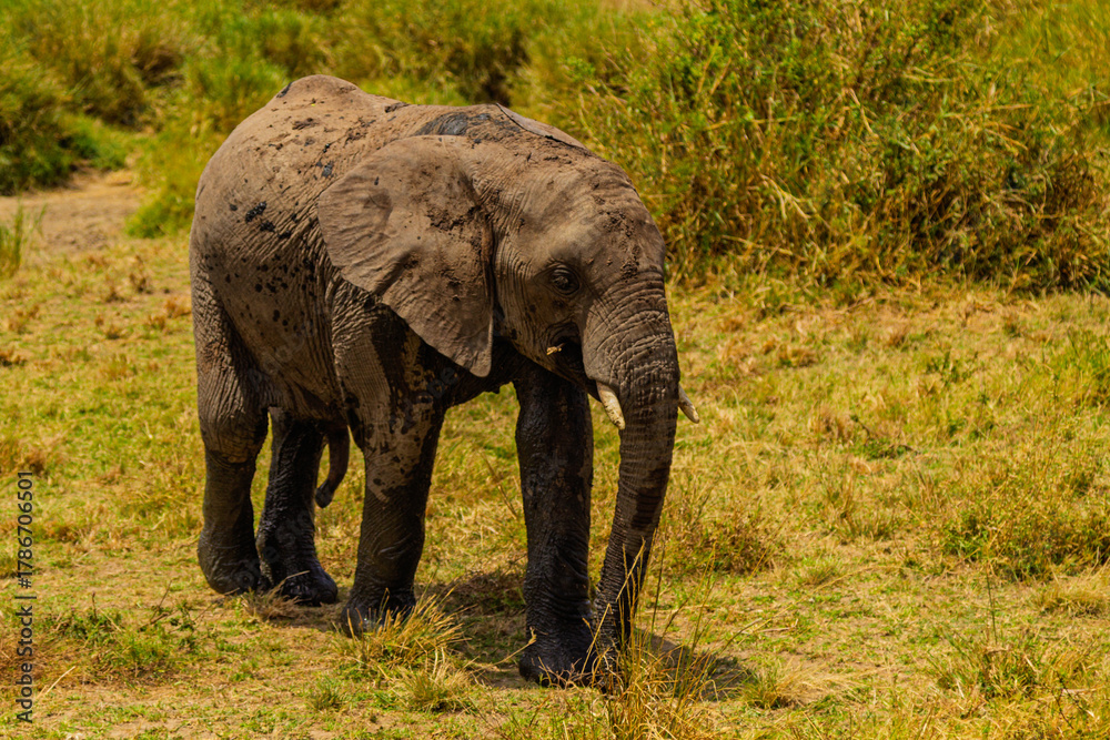 Fototapeta premium Serengeti National Park, Tanzania: Muddy Elephant Calf on the Savanna