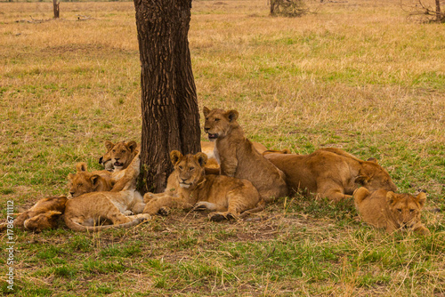 Serengeti National Park, Tanzania: Lion Cubs Resting in the Shade During the Dry Season