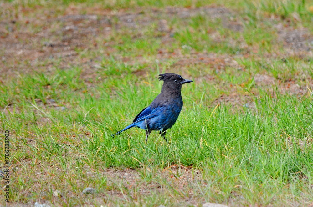 Obraz premium Steller's jay in a meadow in Strathcona Provincial Park, BC, Canada. 