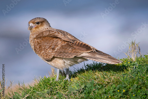 Chimango perched near the beach