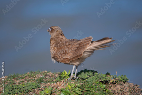 Chimango falcon on the field , near the seashore