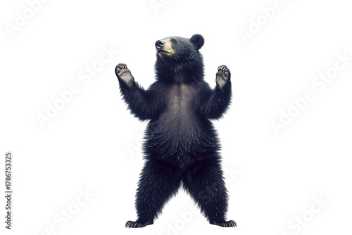A black bear standing on its hind legs isolated on transparent background, showcasing its playful posture and curious expression in a captivating wildlife moment
