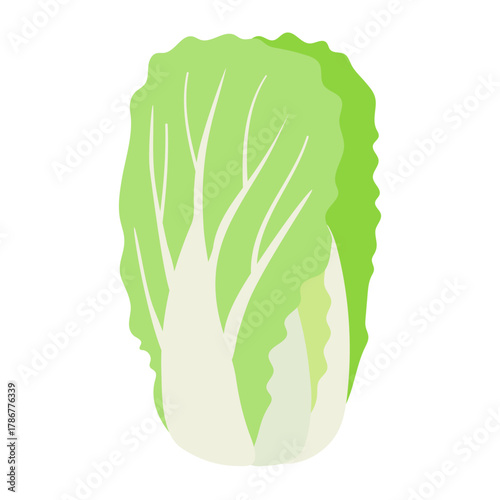 白菜のシンプルなイラスト