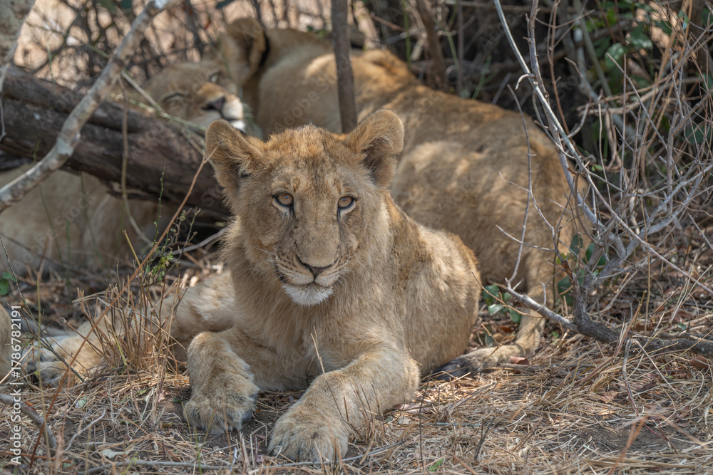 Fototapeta premium Lion cubs resting in the shade