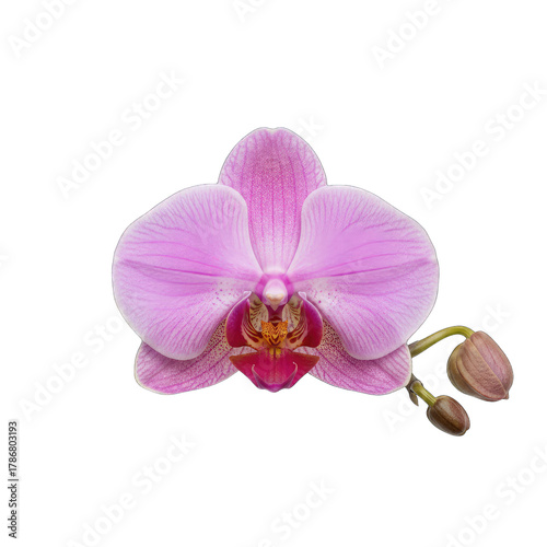 Isolated Pink Orchid Flower with Buds on Black Background Clean Studio Macro Photography