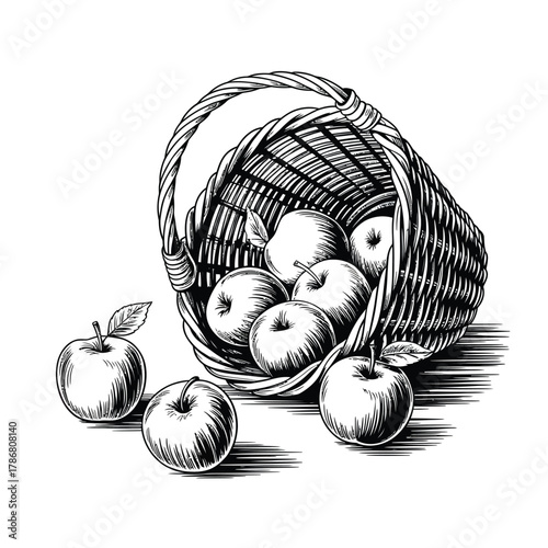 Hand drawn sketch of apples spilling from a wicker basket