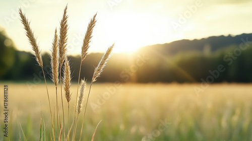 Fototapeta Naklejka Na Ścianę i Meble -  Golden grass sunrise field bokeh sunlight meadow backlight wild grass nature horizon