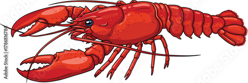 Lobster illustration, red crustacean, marine animal, seafood art, ocean creature, detailed drawing, aquatic life, shellfish anatomy, food design