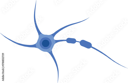 Blue neuron cell vector illustration showing axon, dendrites, and myelin sheath for neuroscience education, biology research, and medical anatomy design