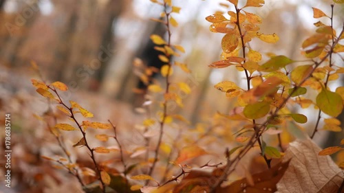Crime Series - Man Walks in Secluded Trail 3