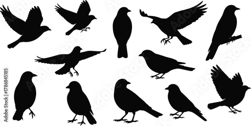 Bird silhouettes vector pack, flying and perched bird shapes, avian illustration design set for wildlife, nature, and decorative art projects