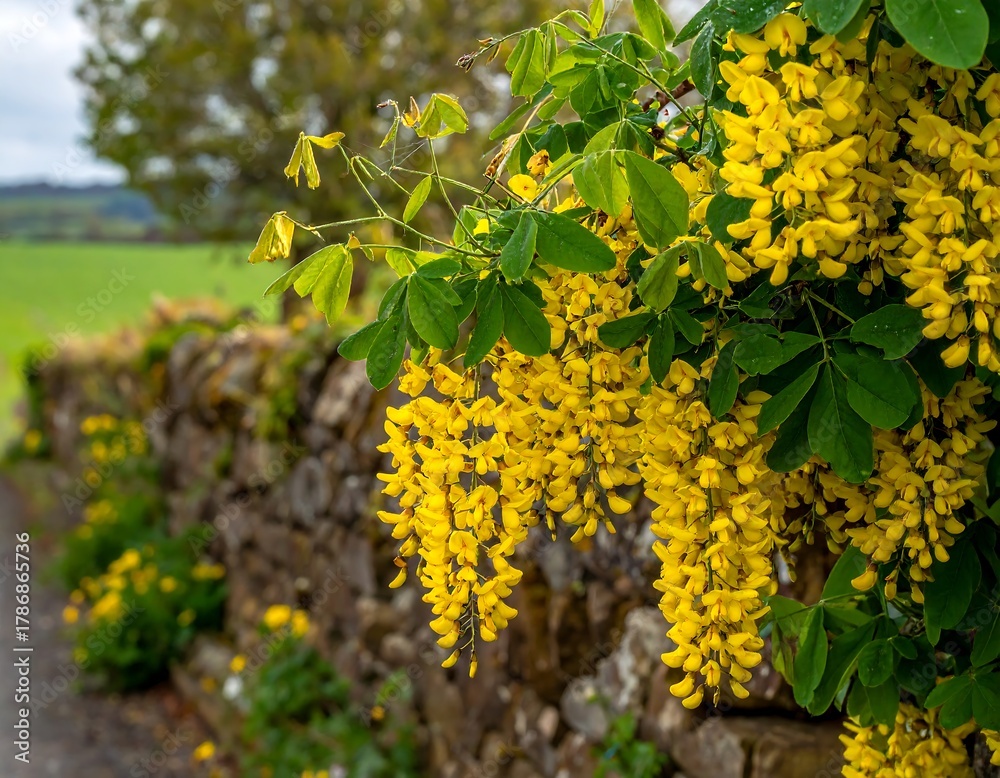 Obraz premium A vibrant cascade of yellow flowers by a stone wall