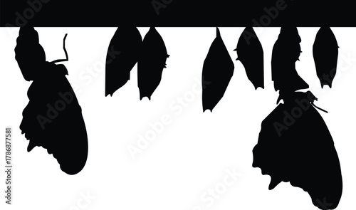 silhouette of butterflies and its eggs in vector format