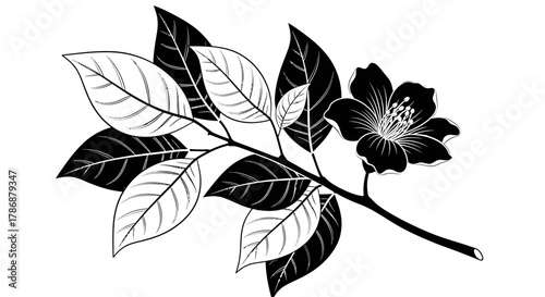 Jasmine flower branch with transparent background