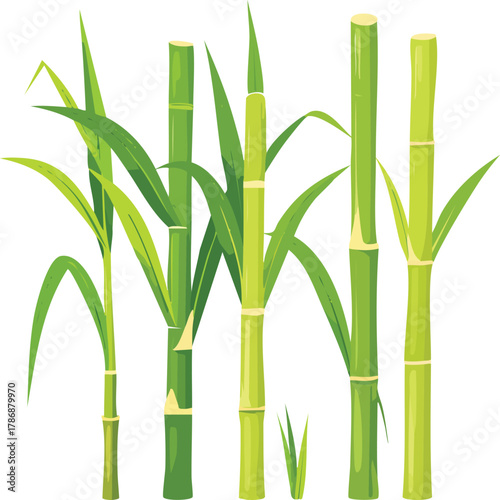 Several stalks of green sugarcane with leaves on a white background.
