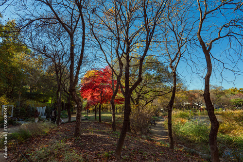 Canvas Print 늦게 찾아온 서울숲 공원의 단풍과 사람들-서울숲 성동구 서울