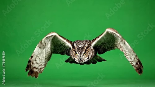 Great Horned Owl flying in slow motion against a green screen.