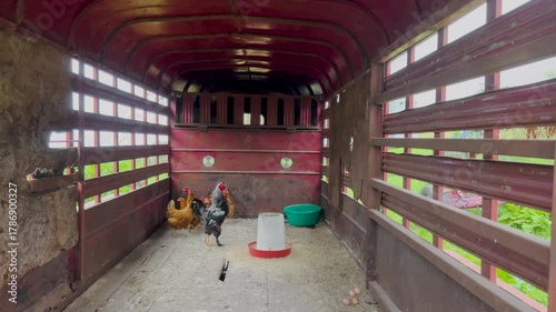 Chickens in a Chicken Coop. Rooster and hens in a rustic chicken coop. The chickens are being very protective of their environment.